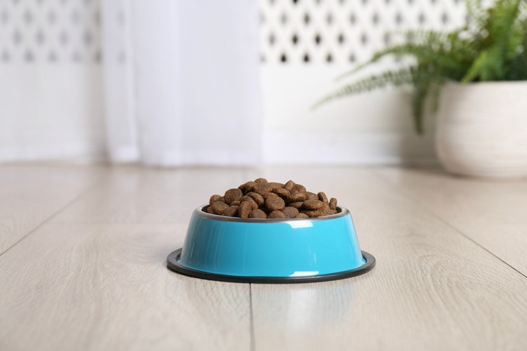Isolated blue dog bowl filled with dry dog food biscuits