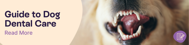 How to care for your dog's teeth