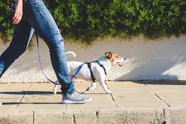 An owner walking their wire-haired terrier down the street with a harness