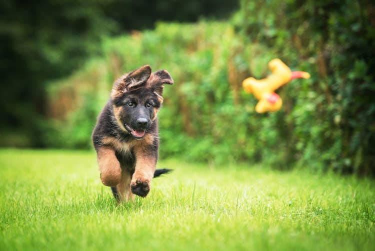 A German Shepherd puppy chasing a yellow dog toy in a garden
