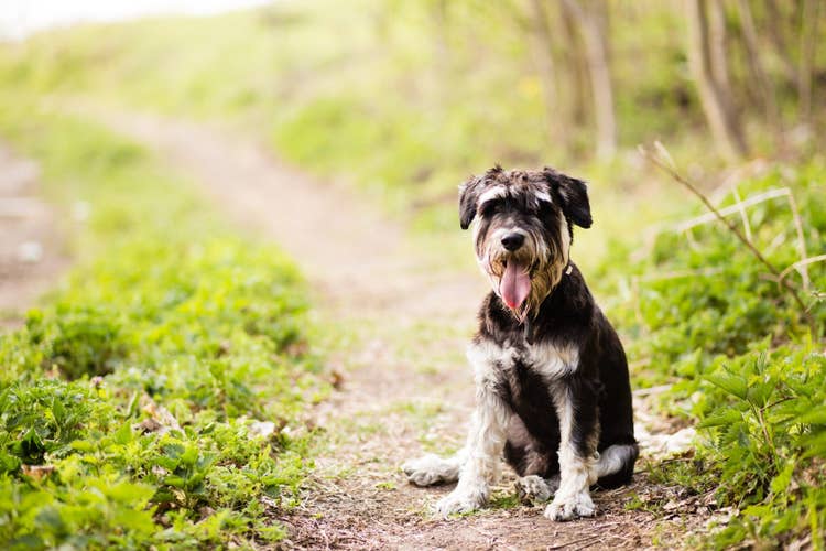 An off-lead Schnauzer sitting and taking a break on a woodland path during a walk
