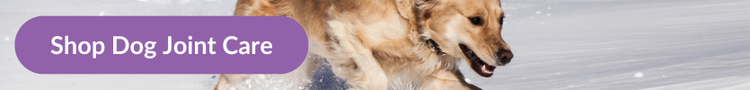 A Golden Retriever running through the snow with overlay that reads &#34;Shop Dog Joint Care&#34;