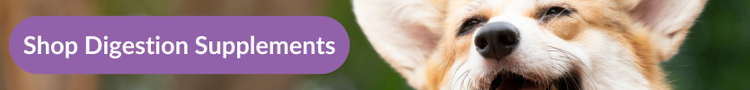 A very happy corgi in a park with overlay text that reads &#34;Shop Digestion Supplements&#34;