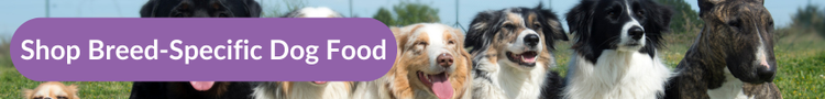 A row of dogs lined up sitting on a walk in the park, inlcuding a Chihuahua, Three border collies, and an english bull terrier with overlay text that reads &#34;Shop Breed-Specific Dog Food&#34;