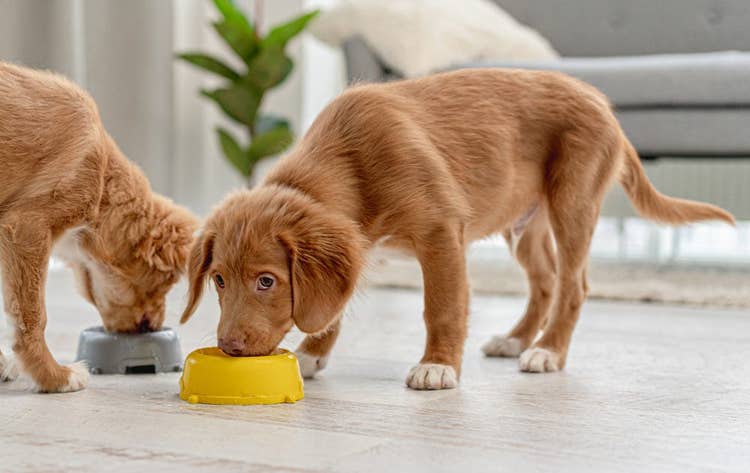 Duck Tolling Retriever Puppies Eating | Why puppy food is important