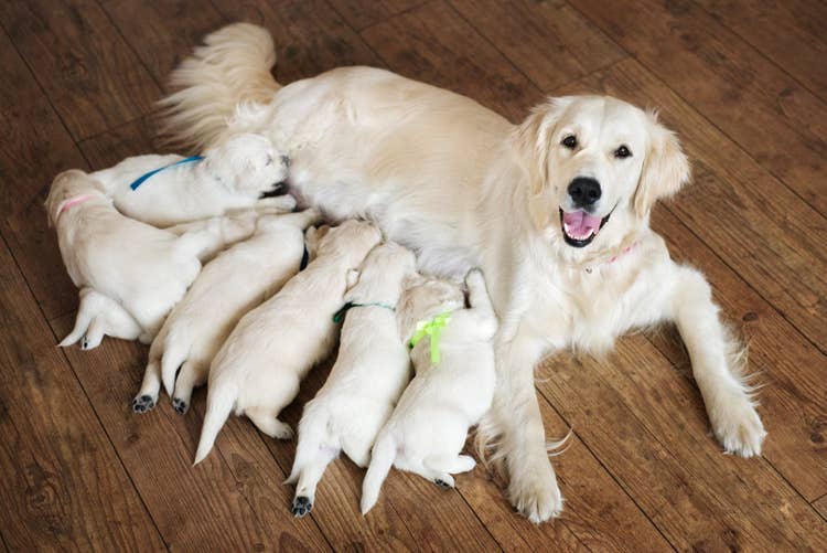 A proud white golden retriever mother nursing her six puppies