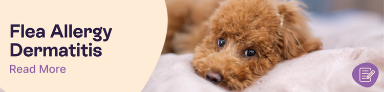 What is Flea Allergy Dermatitis and How to Treat it