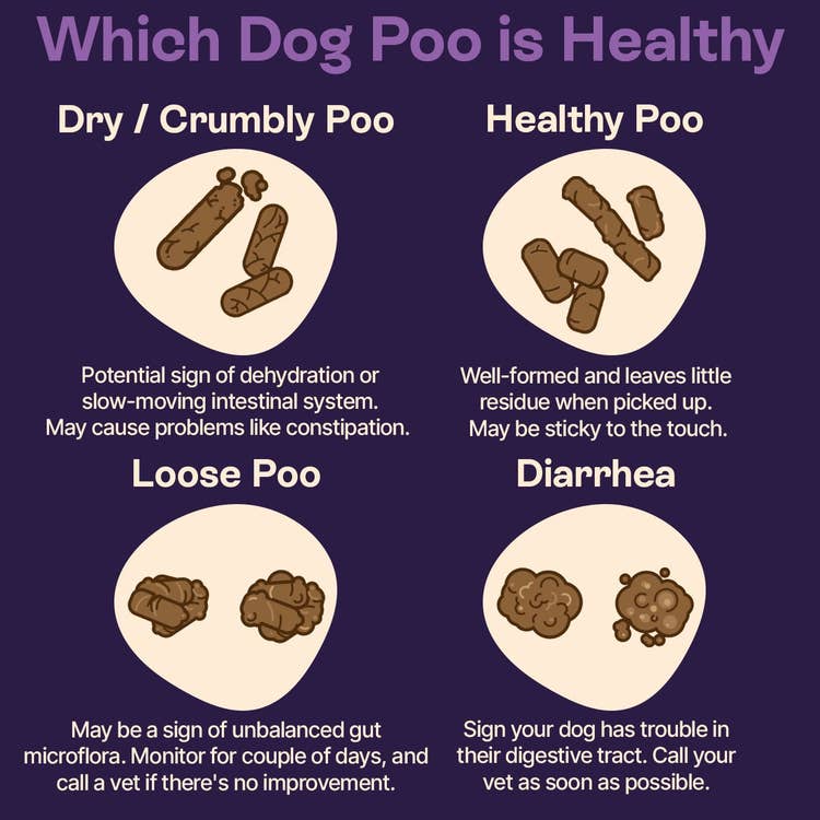 A visual guide of dog poo consistency which explains what different consistencies may mean.