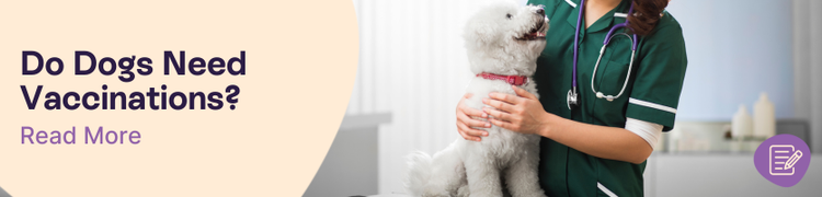 Dog Dogs Need Vaccinations Header