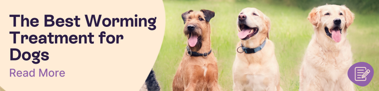 Best dog worming treatments